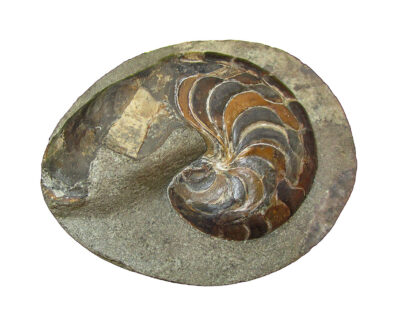 Oligocene nautiloid - Aturia cf. alabamensis