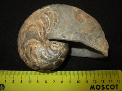 Oligocene Nautiloid - Aturia cf. alabamensis