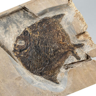 Pennsylvanian fish - Amphicentrum