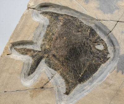 Rare Fish - Amphicentrum