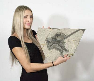 Complete raptor dinosaur - Microraptor