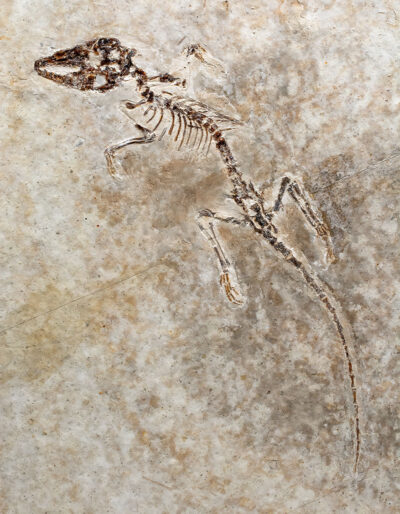 Complete Cretaceous Mammal - Maotherium