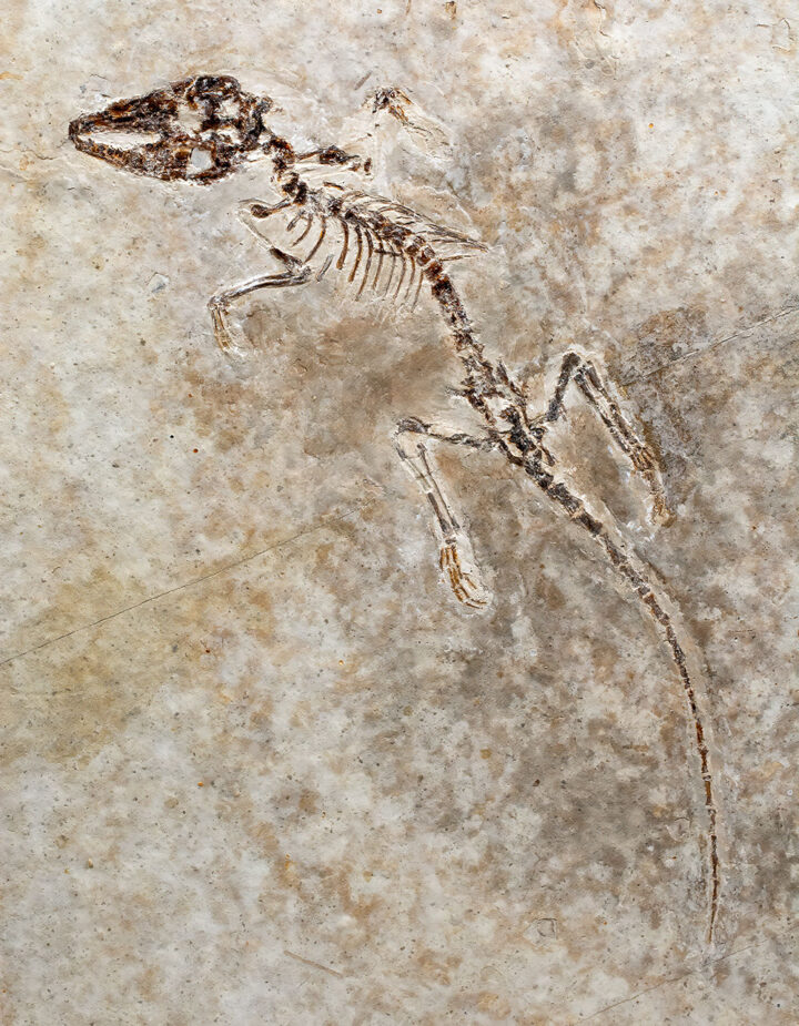 Complete Cretaceous Mammal - Maotherium