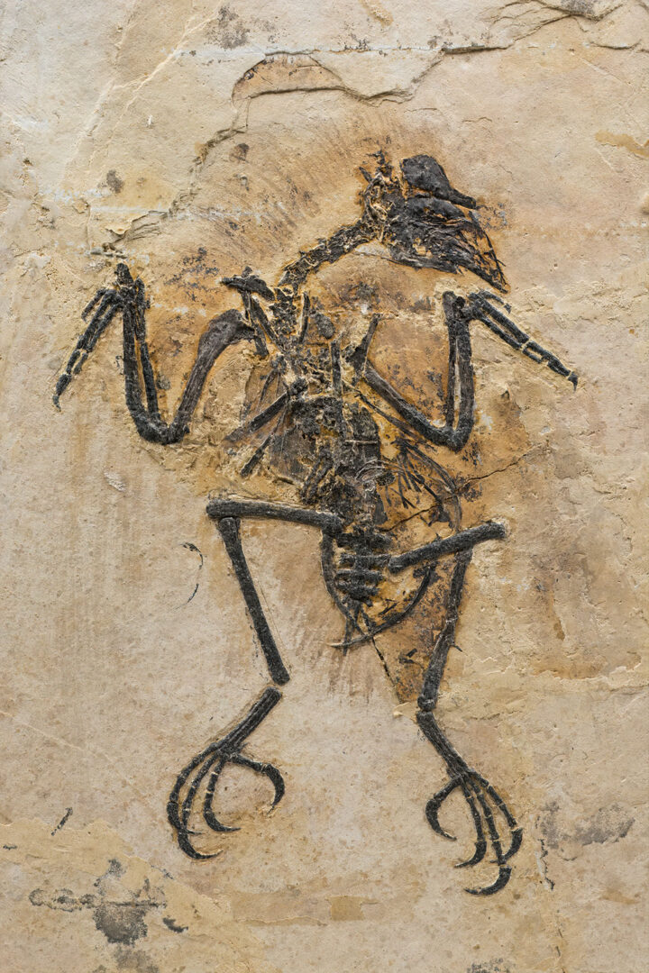 Early Cretaceous Bird- Cathayornis