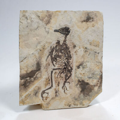 Complete Early Cretaceous Bird