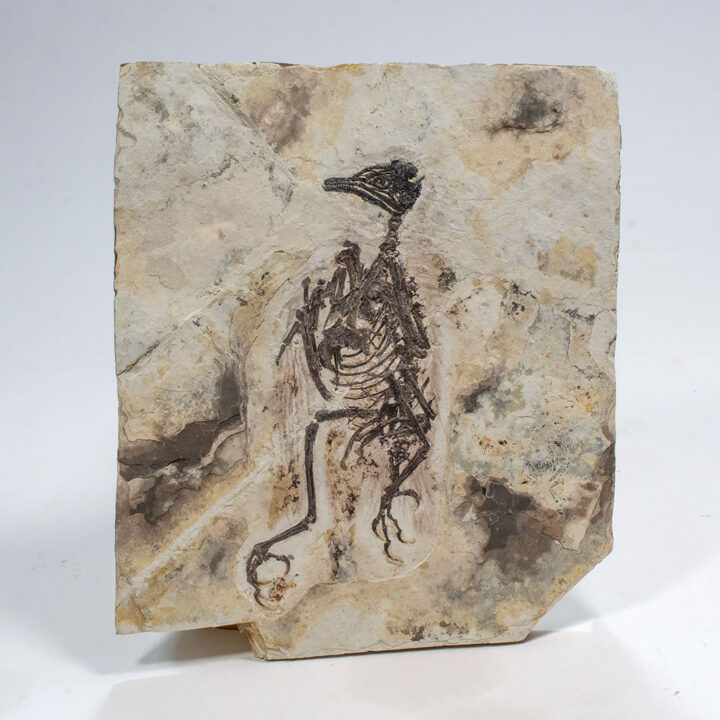 Complete Early Cretaceous Bird