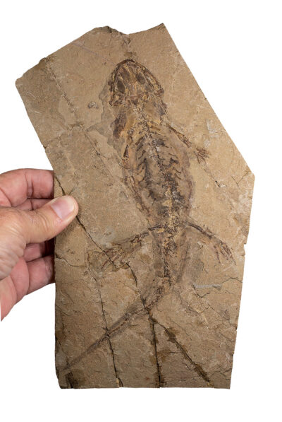 Big Early Cretaceous-Salamander
