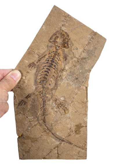 Big Early Cretaceous Salamander