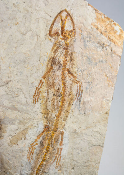 Early Cretaceous Salamander