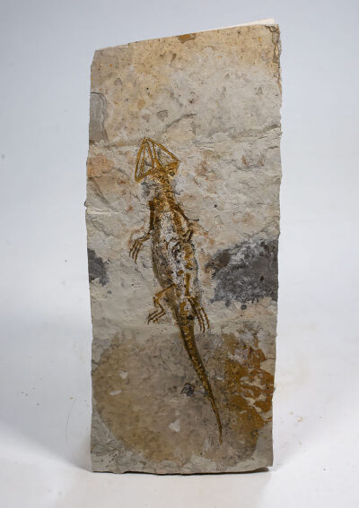 Early Cretaceous Salamander