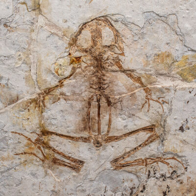 Cretaceous Frog - Genibatrachus