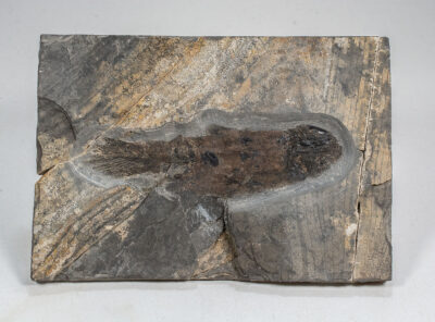 New Mexico Coelacanth - Rhabdoderma sp.