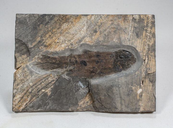 New Mexico Coelacanth - Rhabdoderma sp.