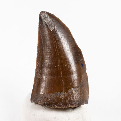 Uzbekistan Theropod Tooth