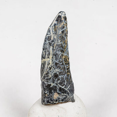 Black Theropod Tooth from Uzbekistan