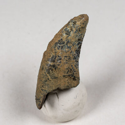 Uzbekistan Theropod Tooth