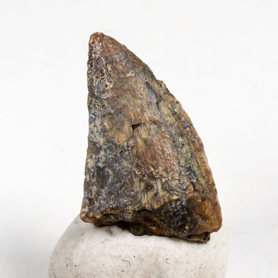 Uzbekistan Theropod Tooth