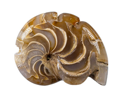 Translucent Aturia Angustata- Nautiloid