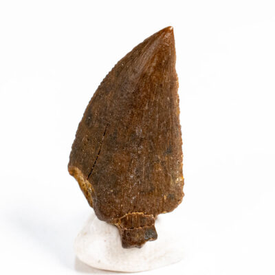 Madagascar Theropod Tooth - Majungasaurus