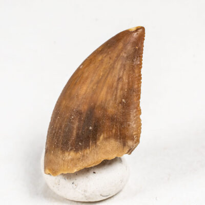 Madagascar Theropod Tooth - Majungasaurus