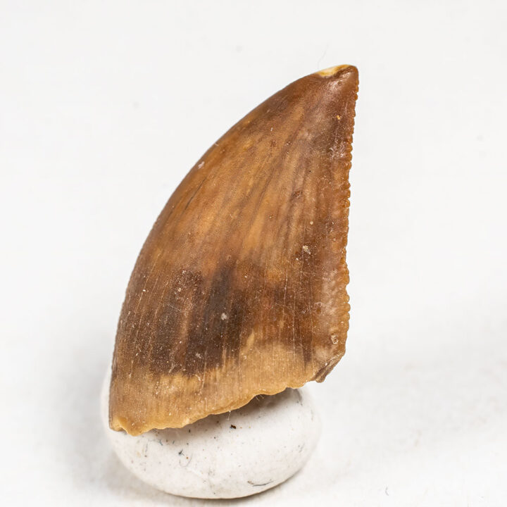 Madagascar Theropod Tooth - Majungasaurus