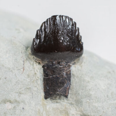 Rooted Stegosaur tooth - Adratiklit boulahfa