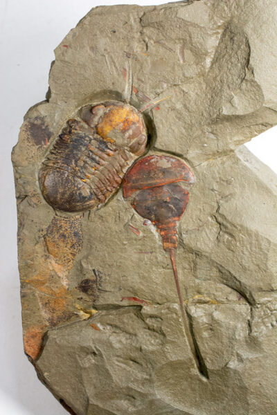 Trilobite with antennae and Xiphosuran