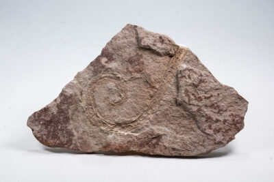 Squishy thing - Palaeoniscoid Worm