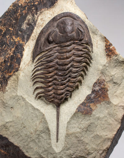 Rare early Cambrian trilobite - Pseudosaukianda