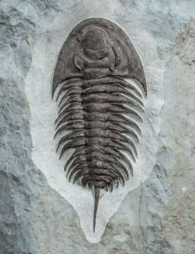 Exceptional Early Cambrian Trilobite - Pseudosaukianda