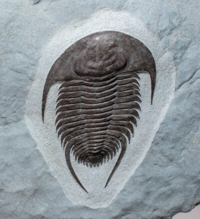 Rare Early Cambrian Trilobite - Neltneria