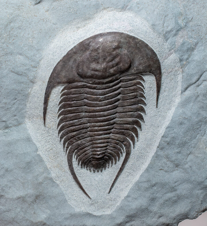 Rare Early Cambrian Trilobite - Neltneria