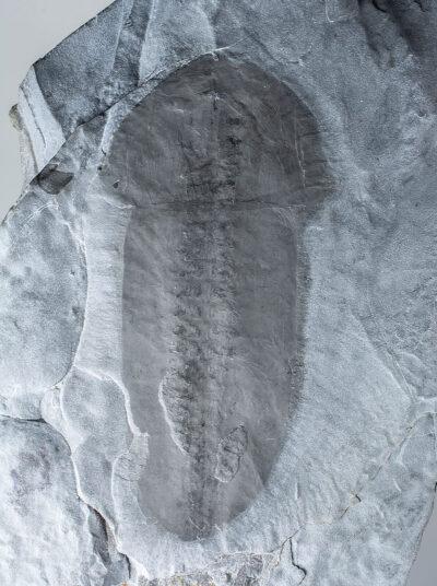 New nektaspid find! - Misszhouia