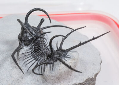 Beautiful spiny trilobite - Ceratarges and Proetus Sp.
