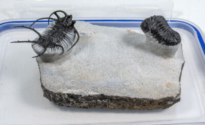 Two Trilobites - Ceratarges cf. aries and Phacops