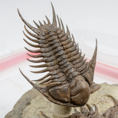 Rare flying trilobite - Ceraurus