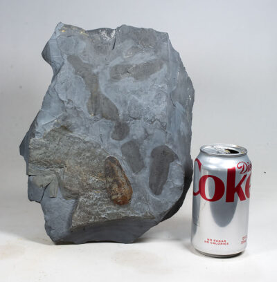 Multiple Nektaspids from a new find! - Misszhouia