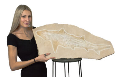 Huge Complete Cretaceous Shark - Odontaspis