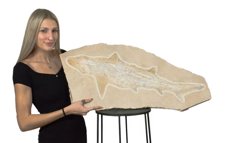 Huge Complete Cretaceous Shark - Odontaspis