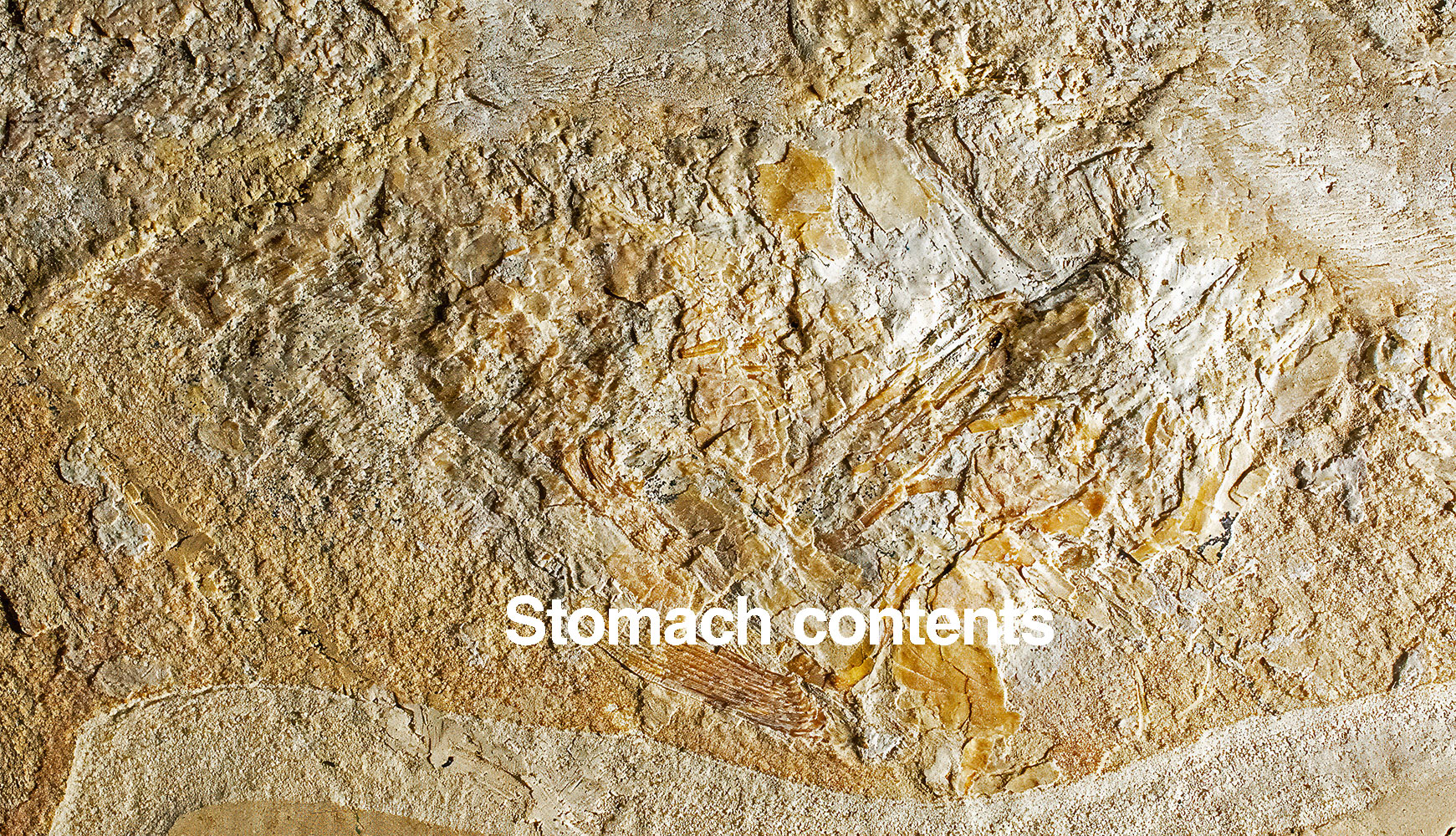 Cretaceous Odontaspis shark