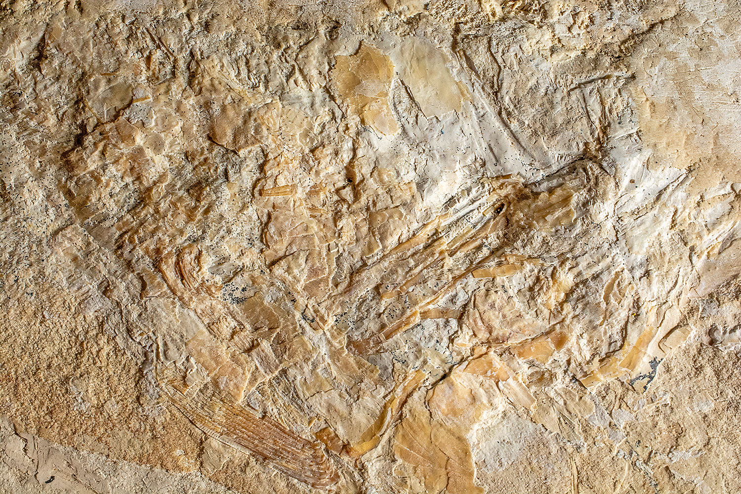 Huge Complete Cretaceous Shark - Odontaspis - Image 15