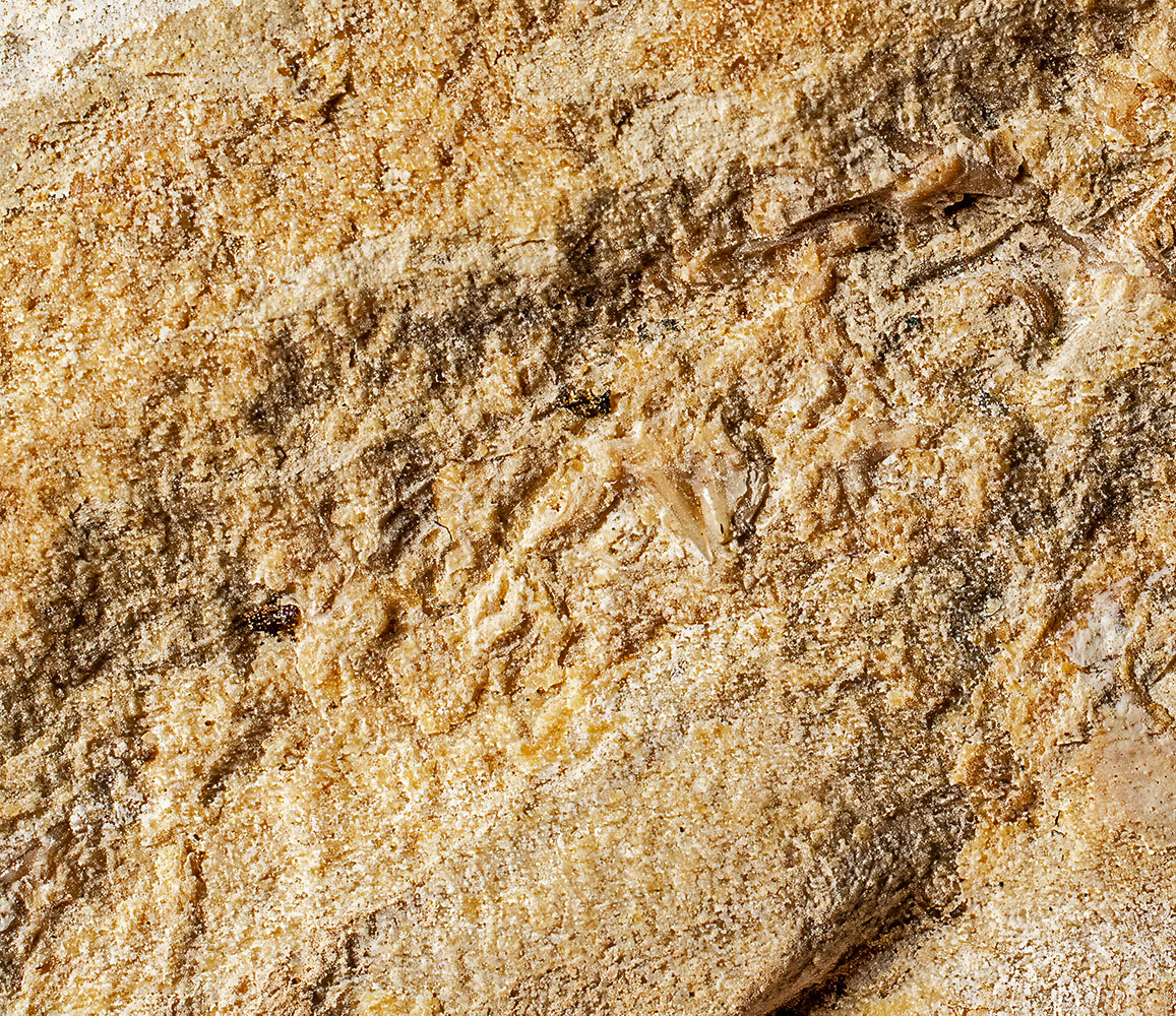 Huge Complete Cretaceous Shark - Odontaspis - Image 16
