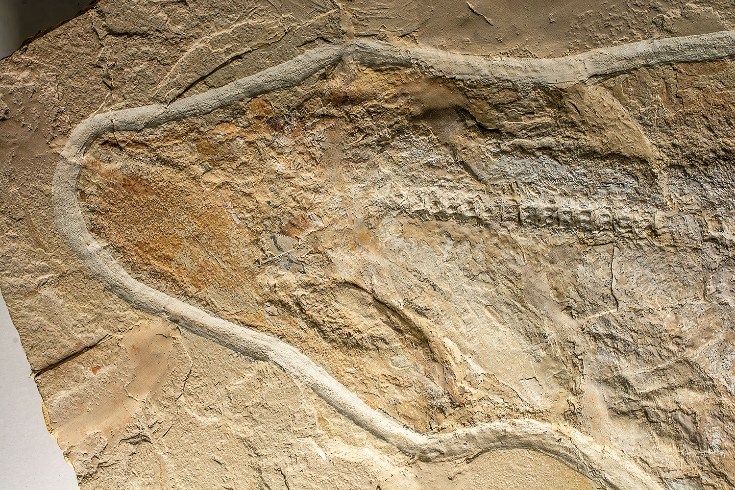 Huge Complete Cretaceous Shark - Odontaspis - Image 14