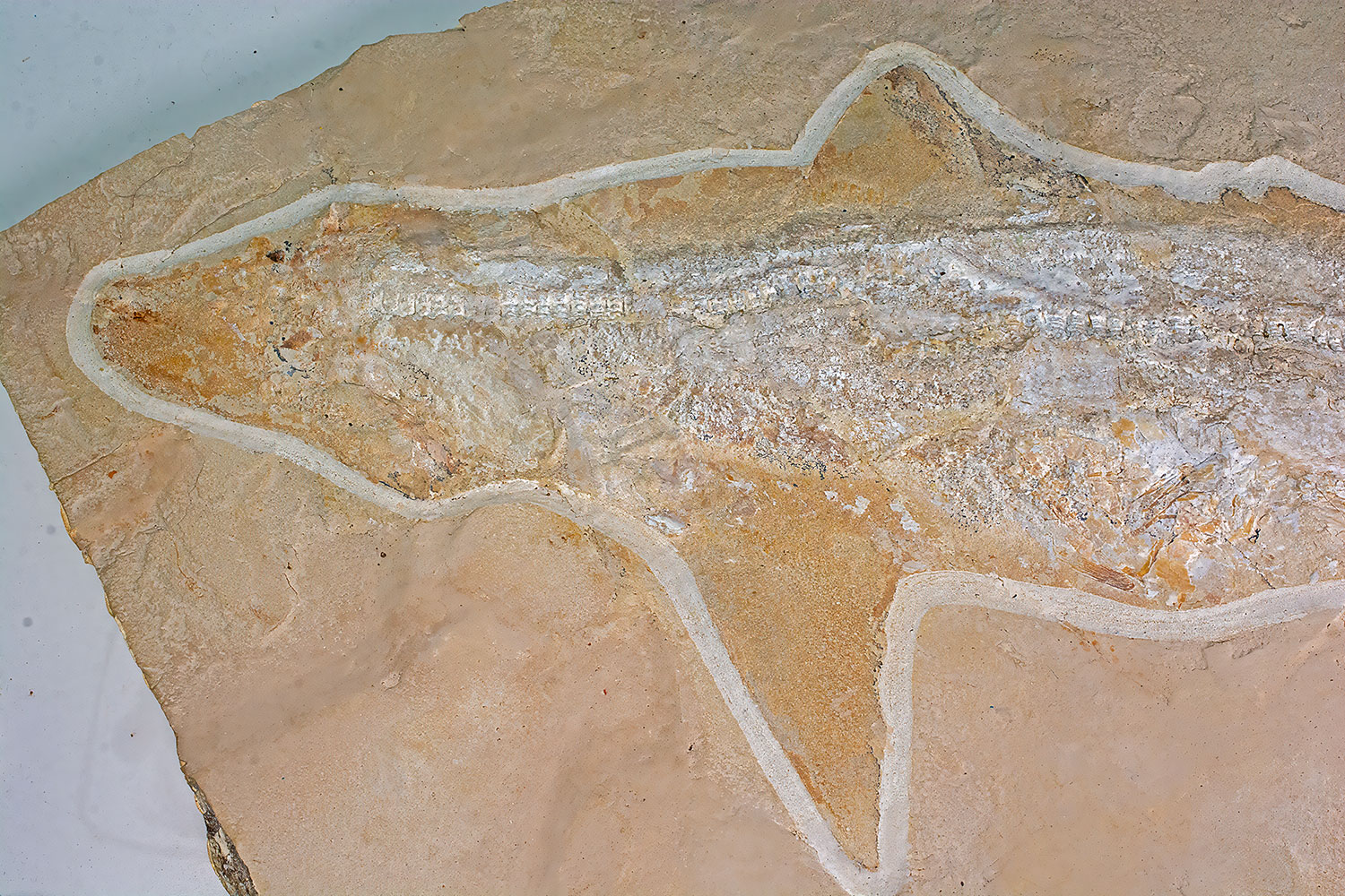 Huge Complete Cretaceous Shark - Odontaspis - Image 5