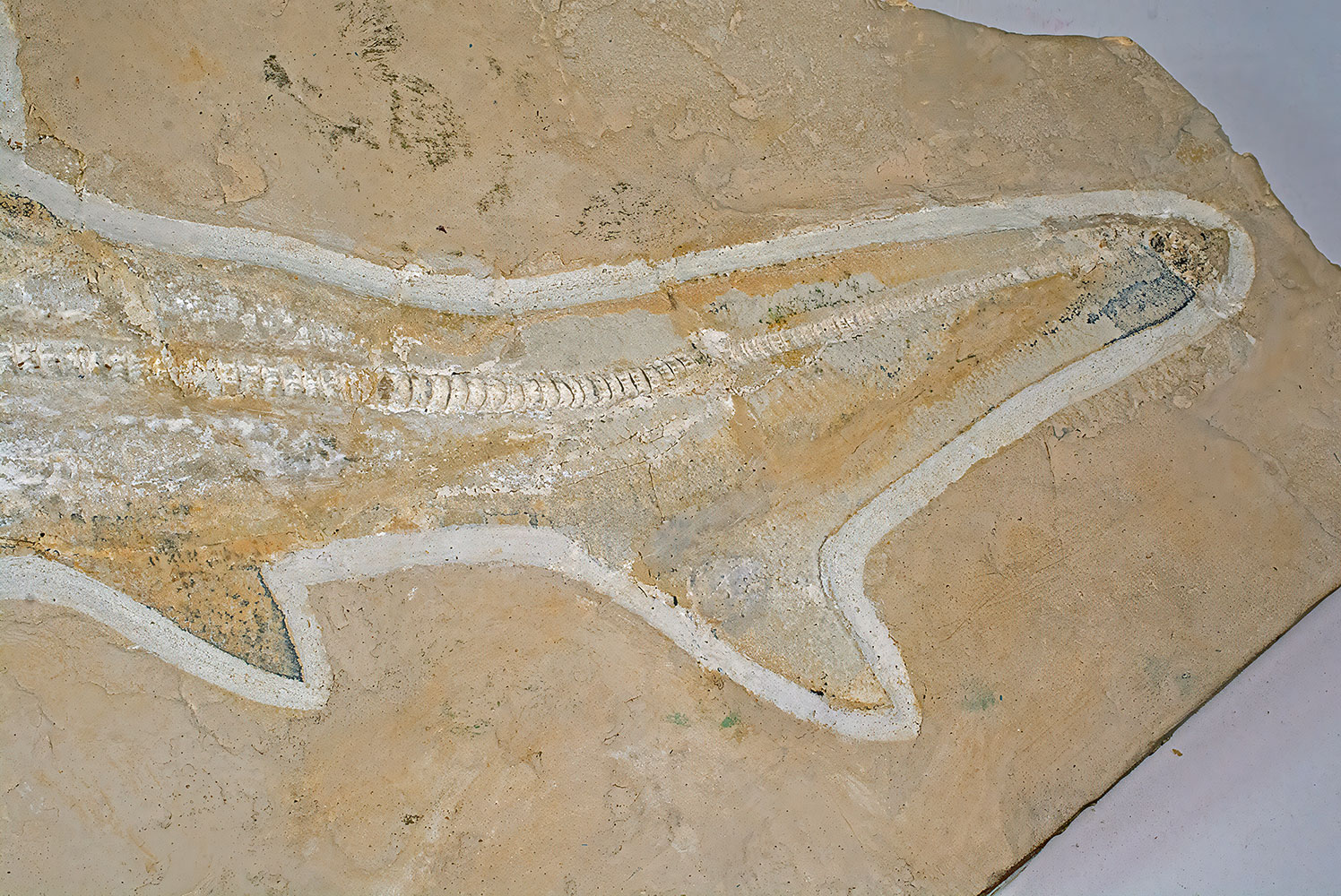 Huge Complete Cretaceous Shark - Odontaspis - Image 6