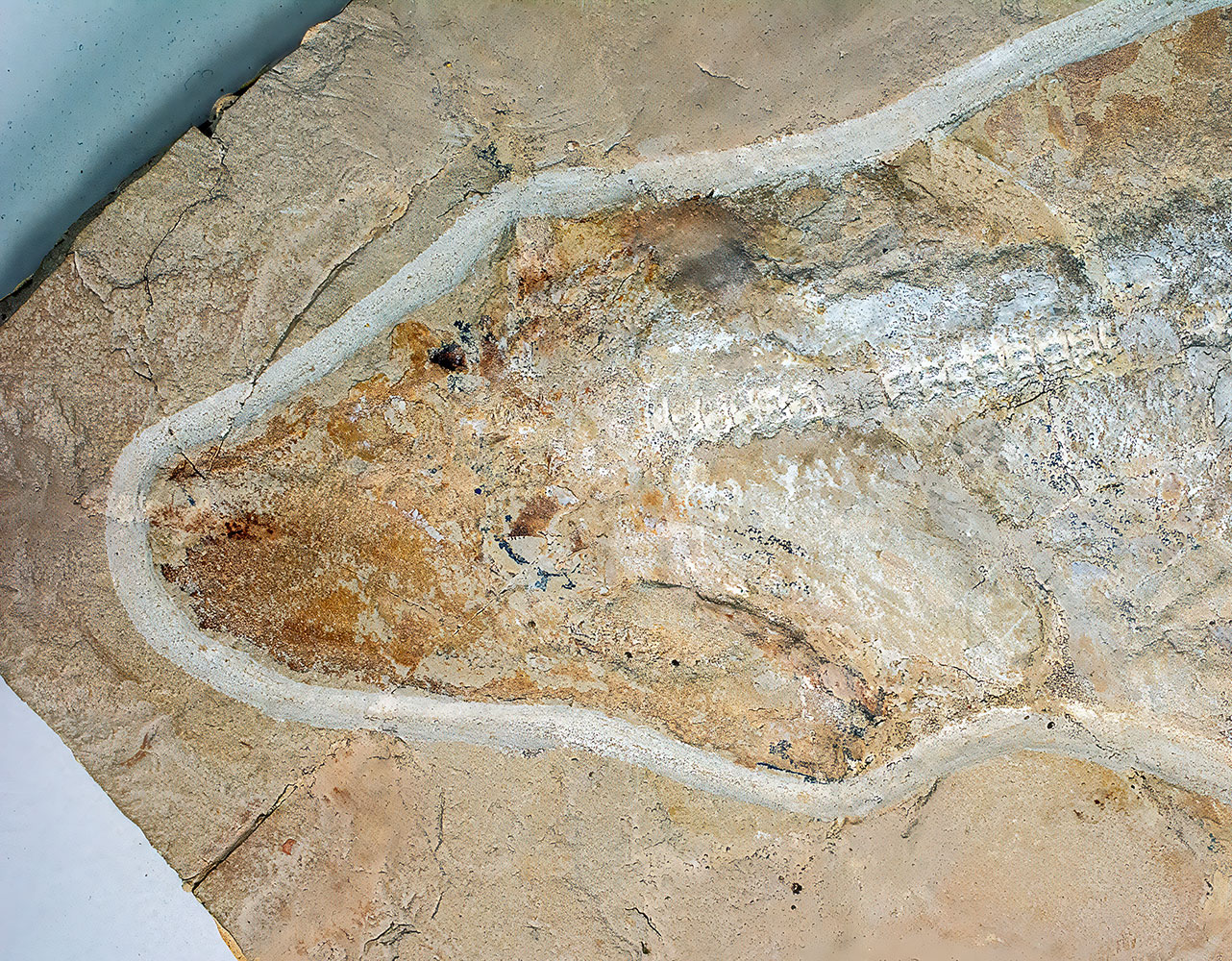 Huge Complete Cretaceous Shark - Odontaspis - Image 13