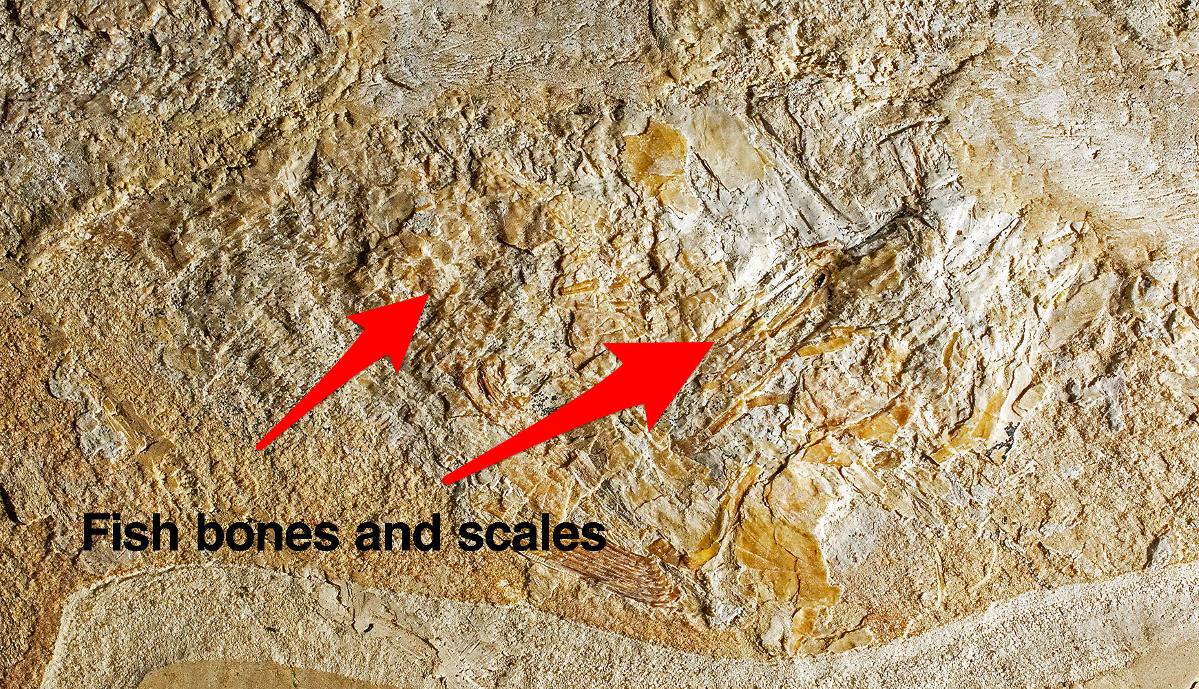 Huge Complete Cretaceous Shark - Odontaspis - Image 12