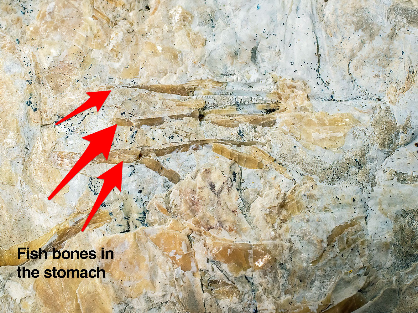 Huge Complete Cretaceous Shark - Odontaspis - Image 11