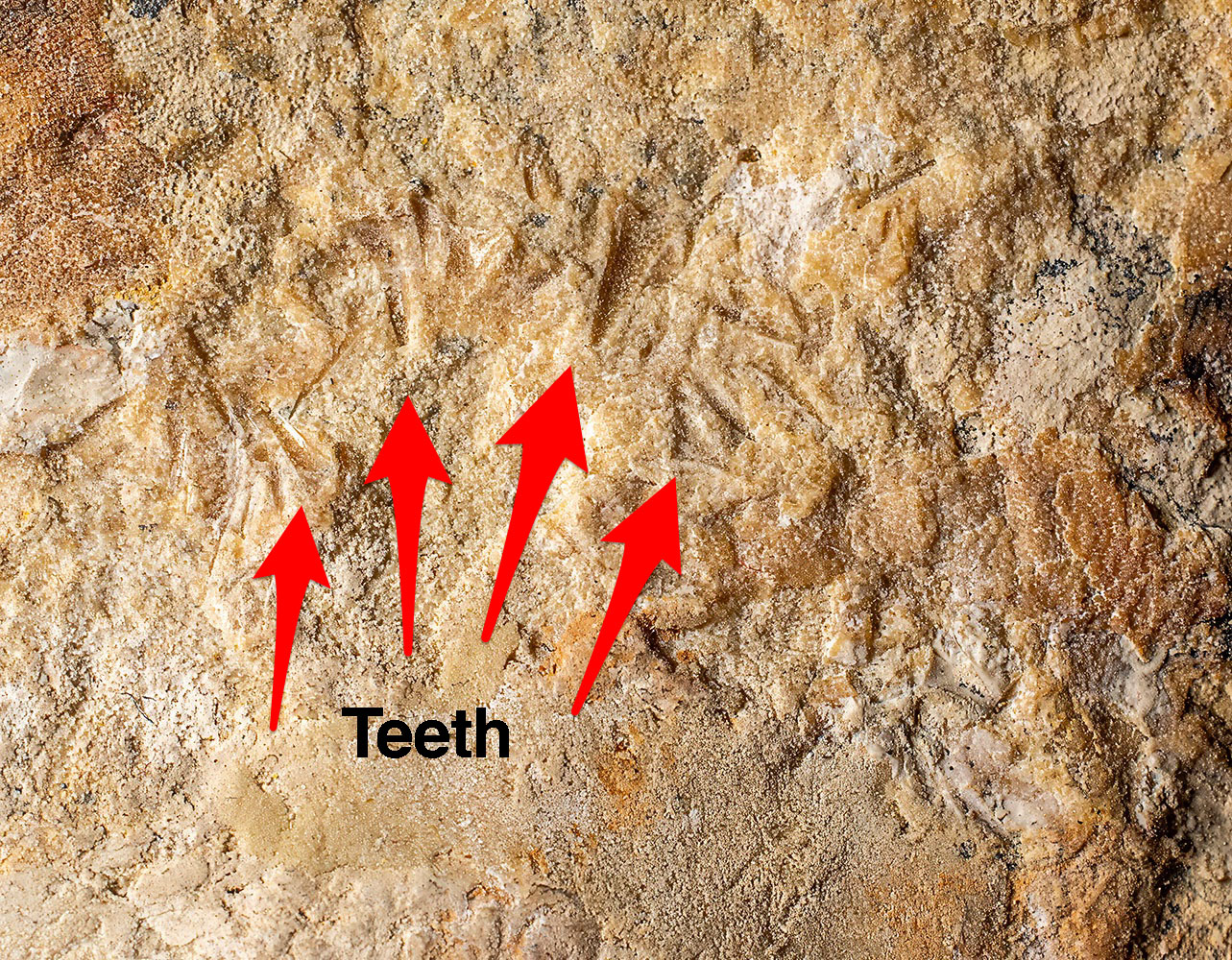 Huge Complete Cretaceous Shark - Odontaspis - Image 10