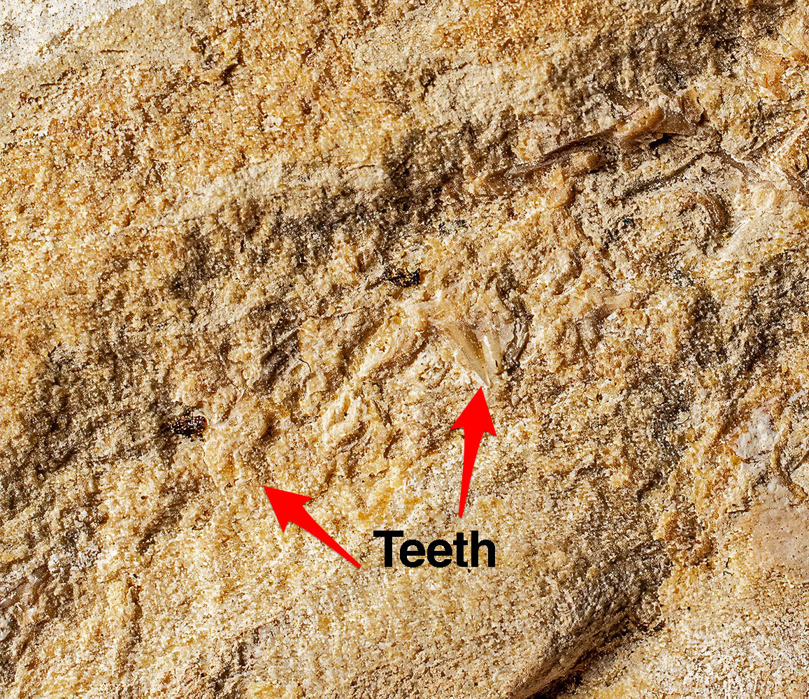 Huge Complete Cretaceous Shark - Odontaspis - Image 9